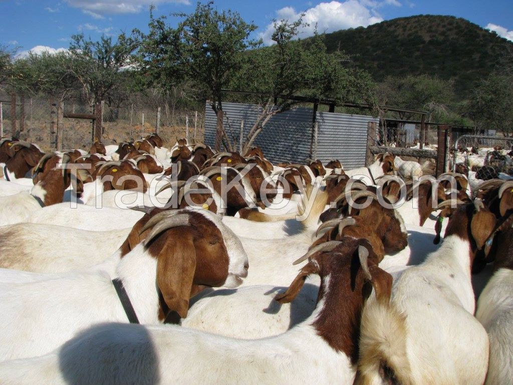 Boer Goats 