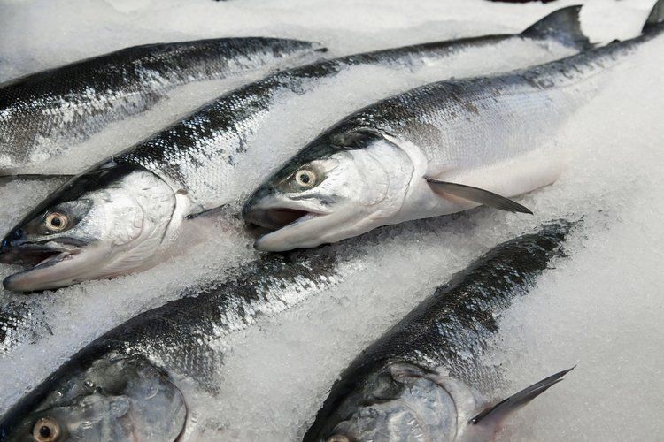 Frozen Salmon Fish