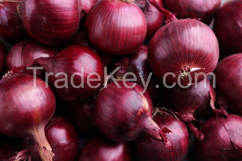 Freshly Harvest  Red Onion