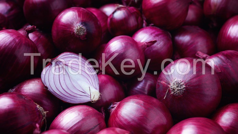 Commonly cultivated Red Onion 