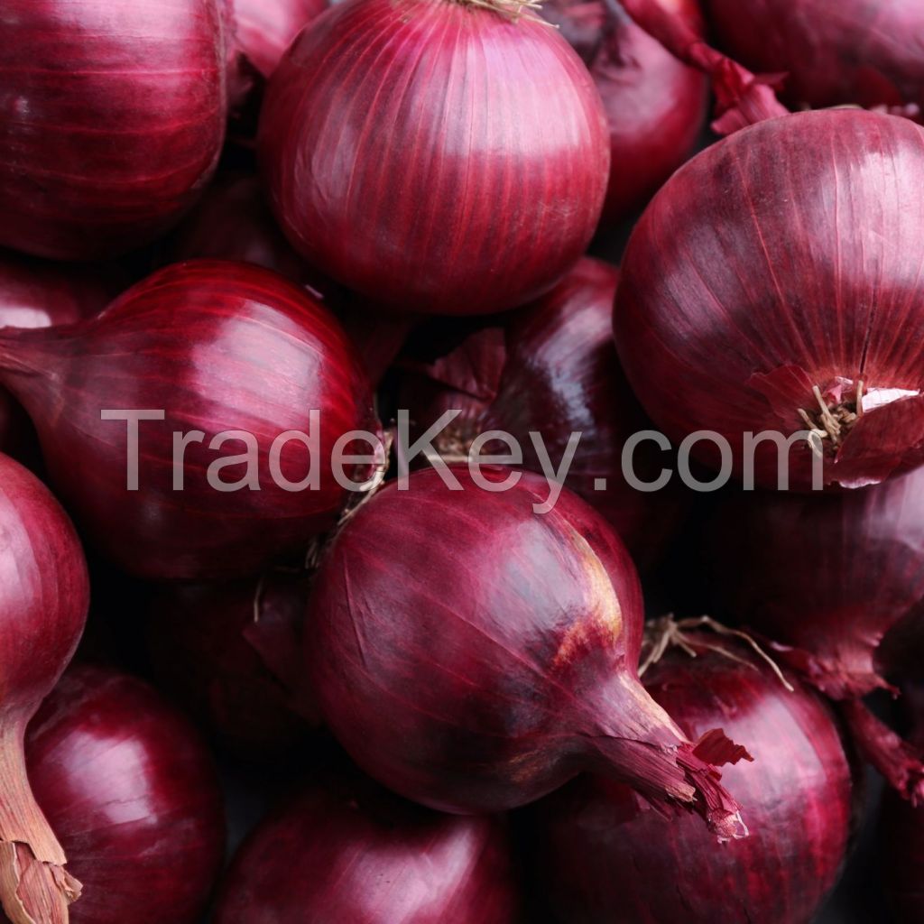 Fresh Red Onion 