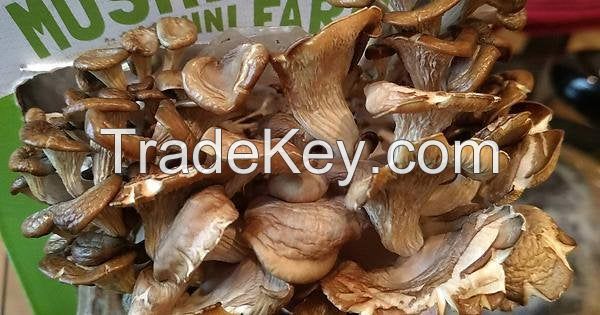 dried  mushroom