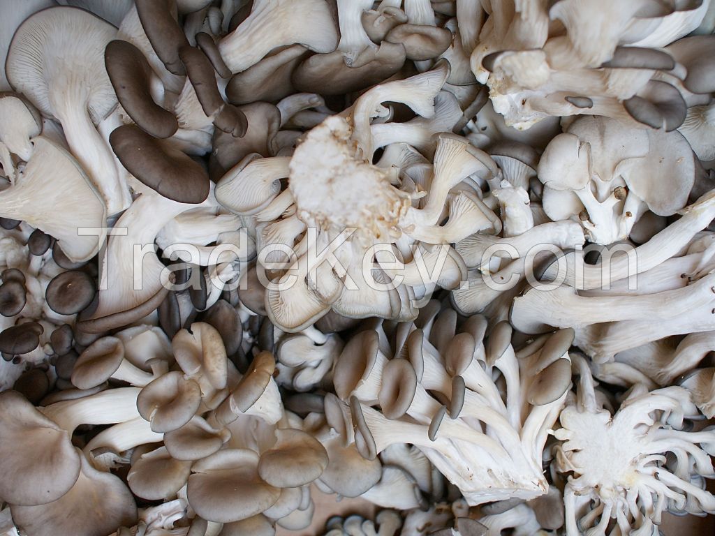 oyster  mushroom