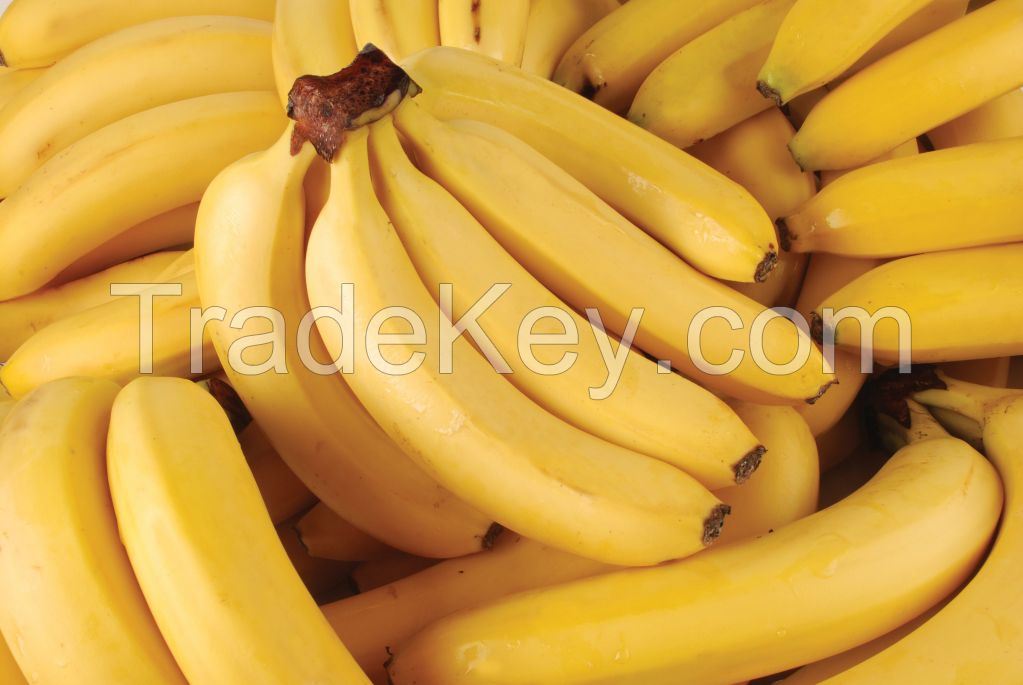 Cavendish Banana