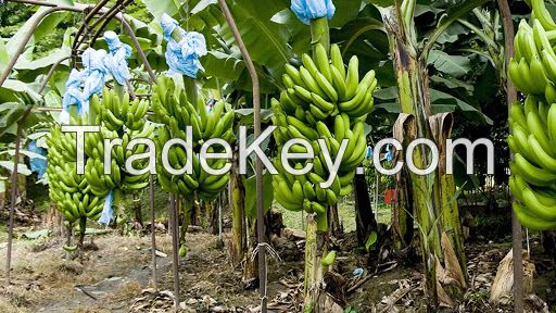 Cavendish Banana