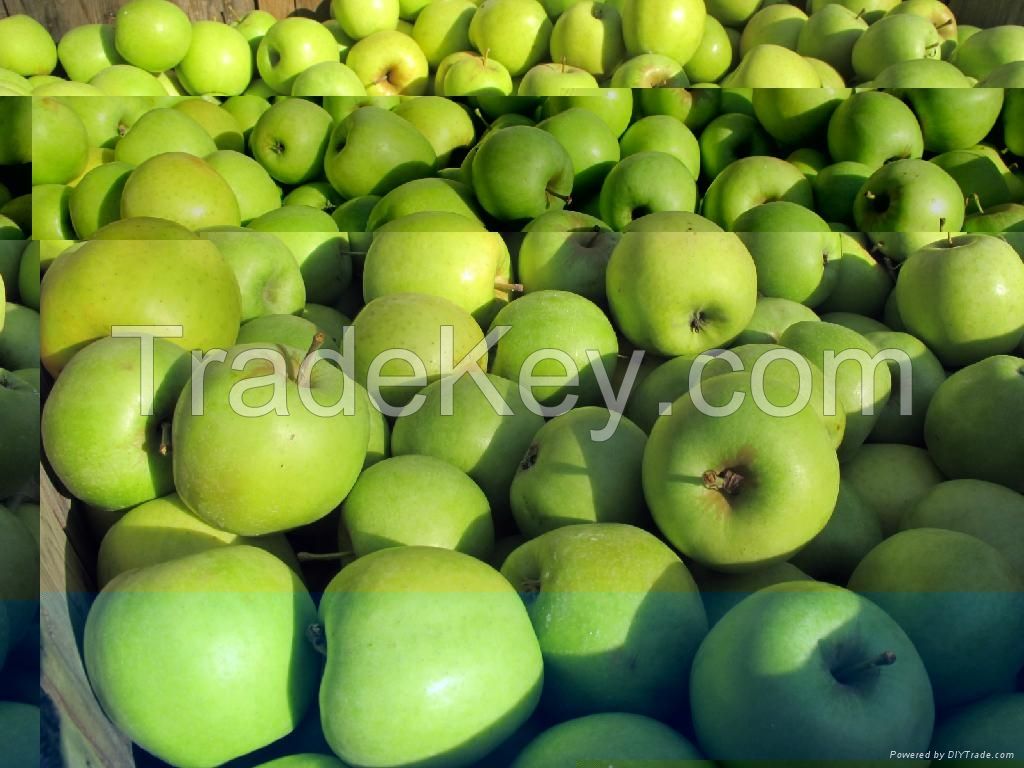 fresh Apples