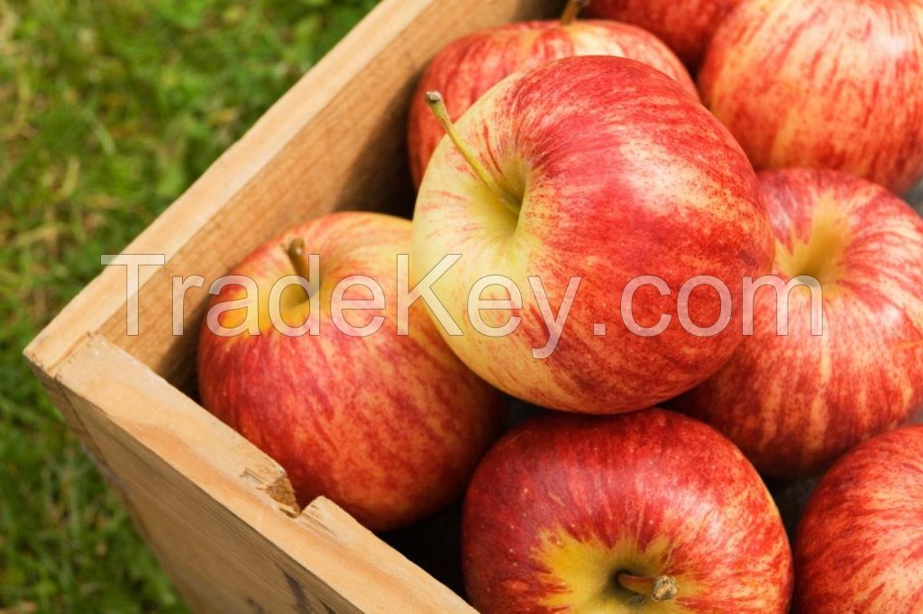 gala apples .