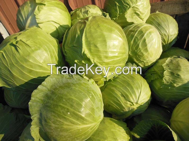 Fresh White / Red Cabbage