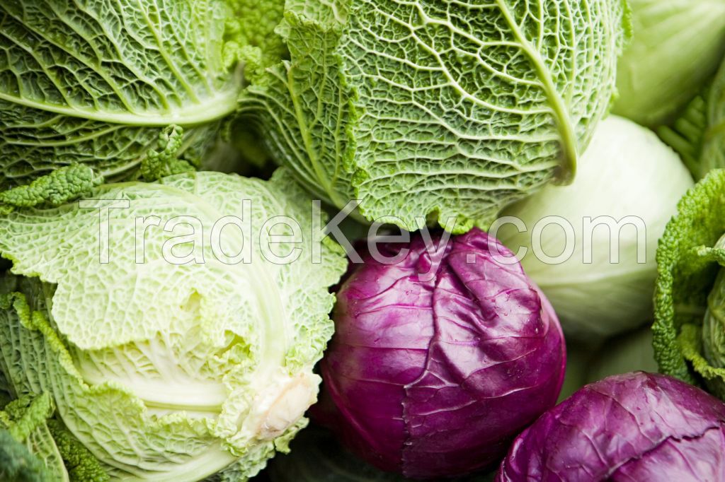 Fresh White / Red Cabbage
