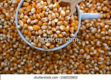 Best Quality 1 Yellow Corn & White Corn/Maize for Human & Animal Feed Available For Sale