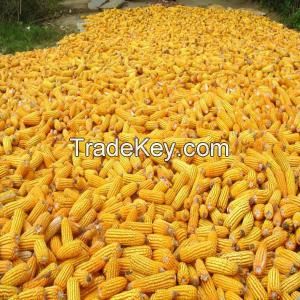 Best Quality 1 Yellow Corn & White Corn/Maize for Human & Animal Feed Available For Sale