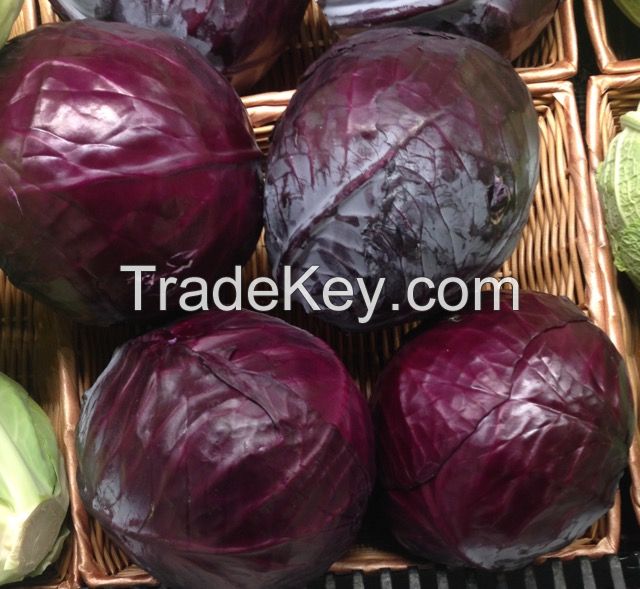  Red Cabbage