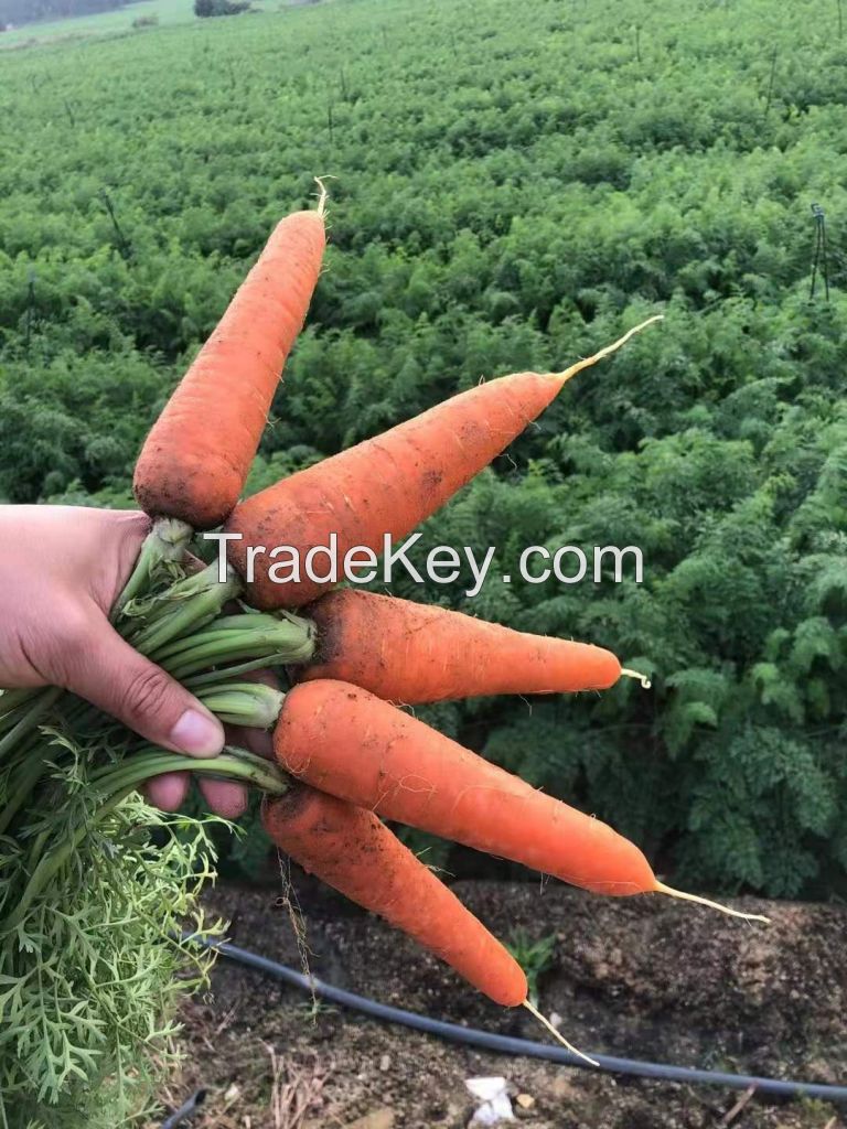 High Quality in Bulk fresh wholesale made Keep fresh delicious Rich in vitamins clean water washed carrot Organic carrot