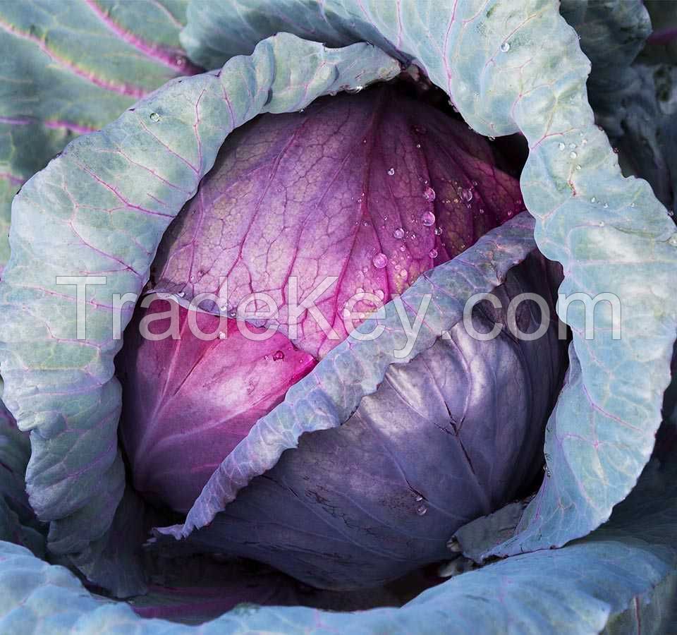 Red Cabbage