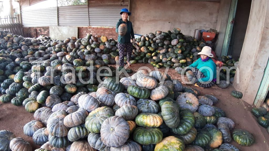 Fresh Pumpkin with the Best Price