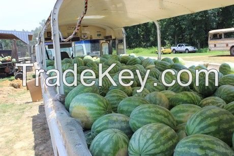 Fresh Sweet Water Melons