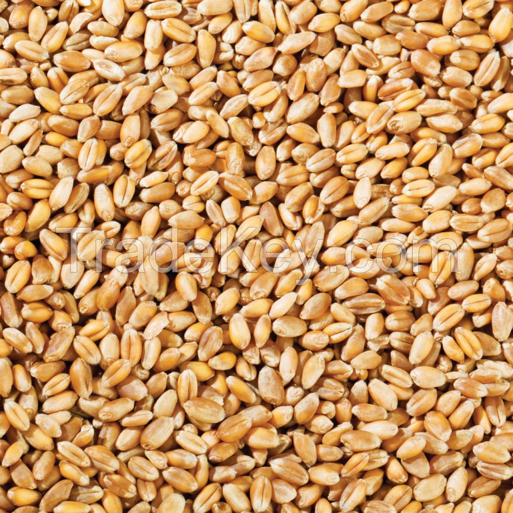 High Quality Wheat Grain From South Africa