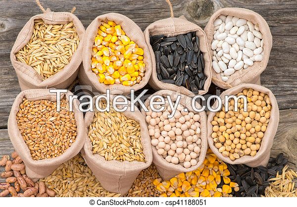 Oats grains