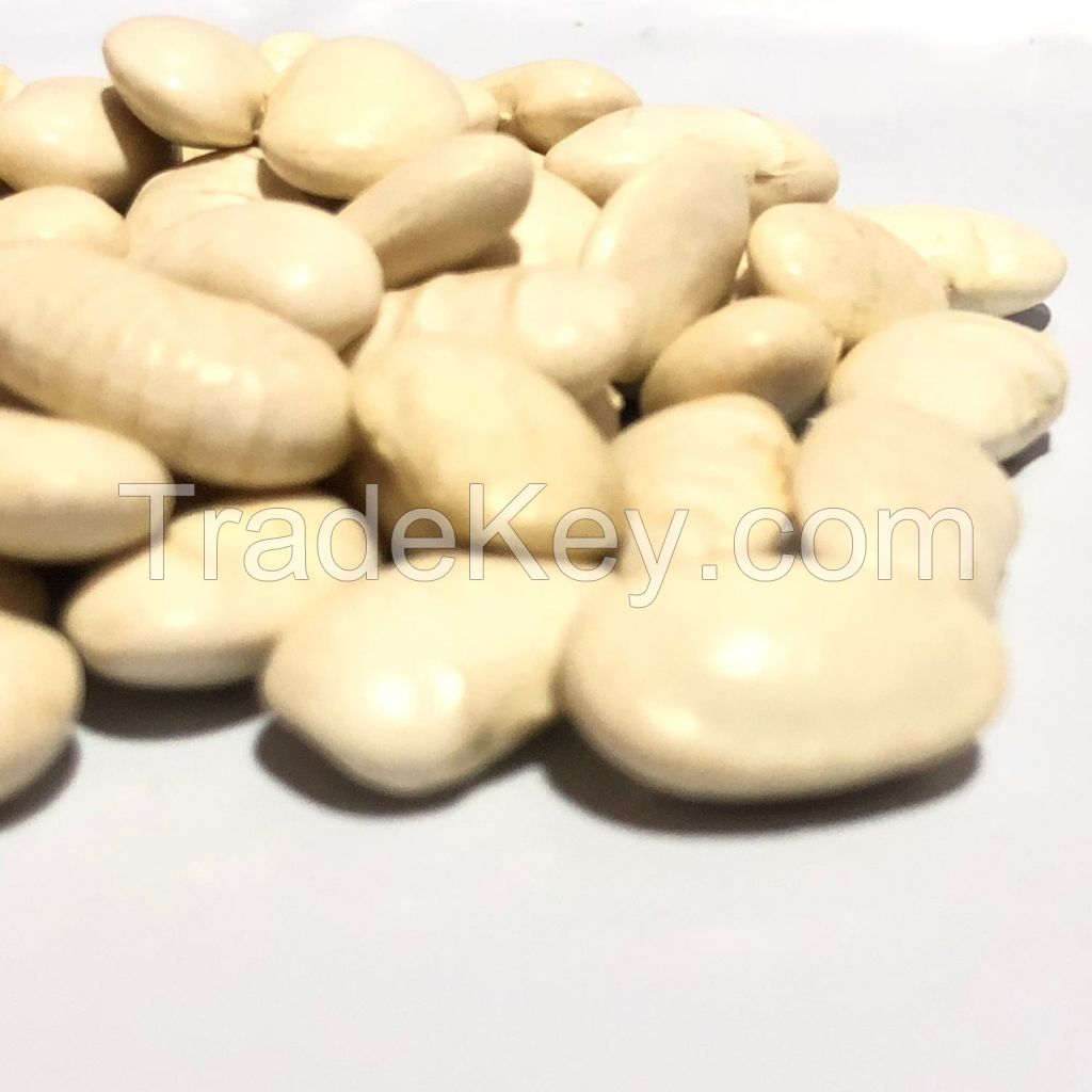 Fresh Brazil Nuts Bulk /Raw Brazilian Nuts Wholesale