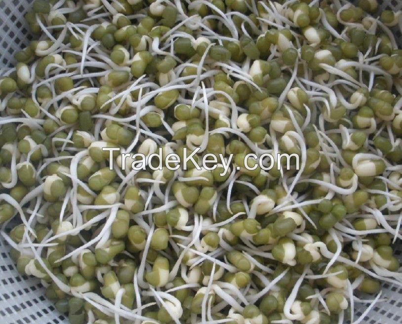 small size,2.6mm-3.5mm high quality moong dal price Green Mung Beans for sprouting