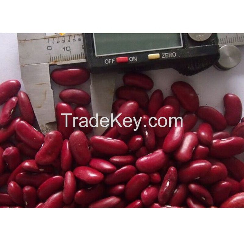 TTN Export Sale Dry Red Speckled Kidney Beans