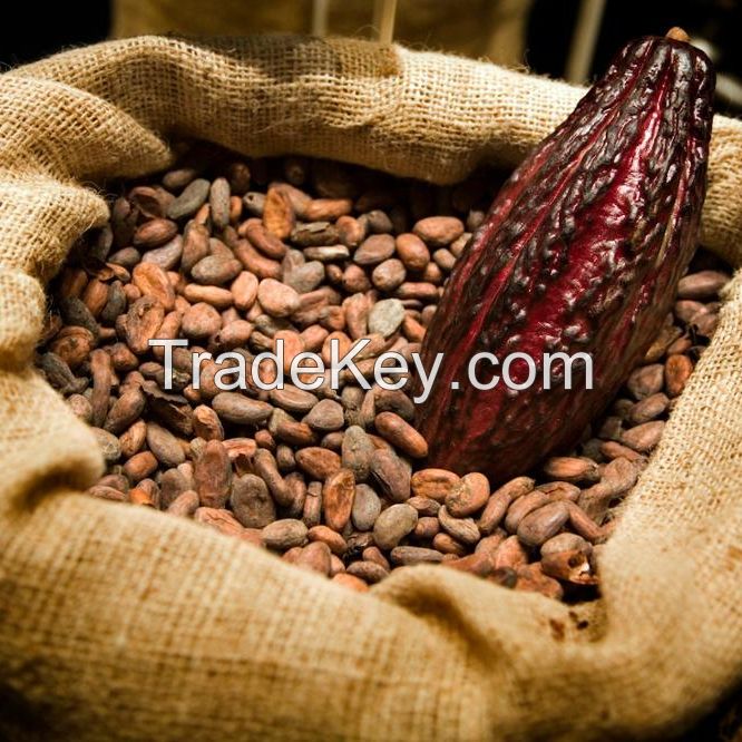 Organic Dry Cocoa Beans for Sale