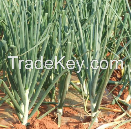 South Africa Vegetable Market supply Yellow Onion F1 Seed