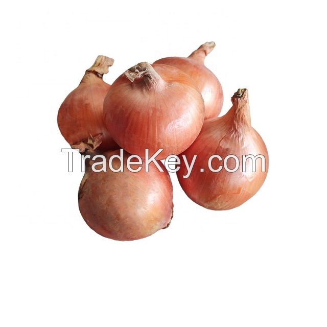 Vegetable Market supply Yellow Onion F1 Seed