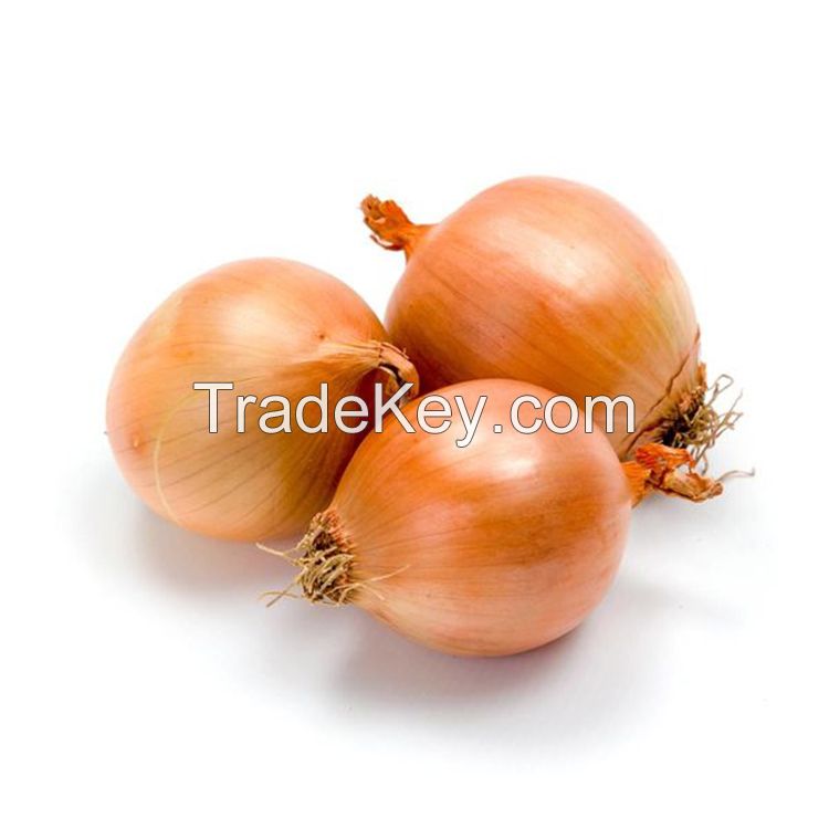 Vegetable Market supply Yellow Onion F1 Seed