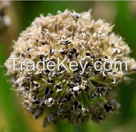 South Africa Vegetable Market supply Yellow Onion F1 Seed