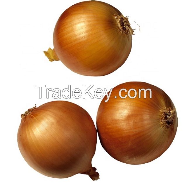 Vegetable Market supply Yellow Onion F1 Seed