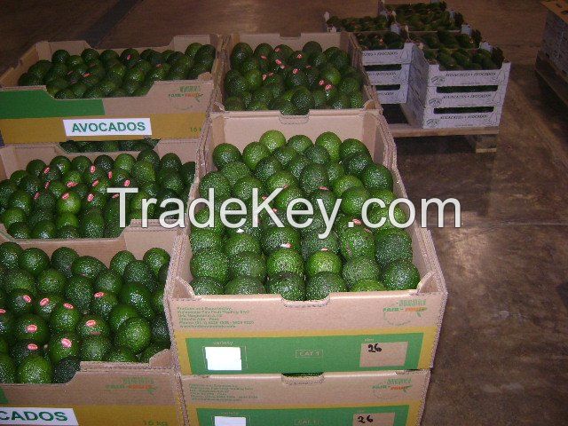 Wholesale Premium Delicious Traditional Guacamole Avocado Sale Buy Avocados Avocado Products From  South Africa