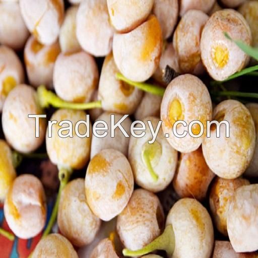 High Quality Ginkgo Nuts Roasted Ginko Nuts for Sale