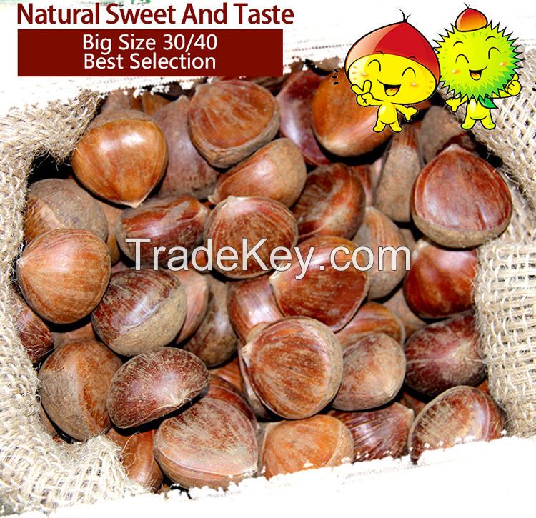 new crop organic bulk 40--60 grains fresh chestnuts for sale