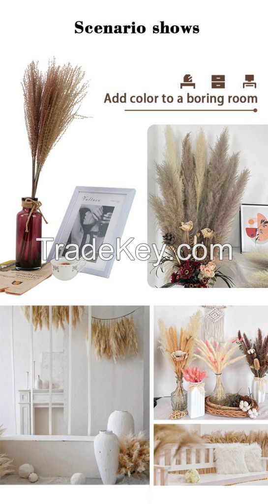 Wholesale Reed In Vase Feather Seeds White Pampas Grass