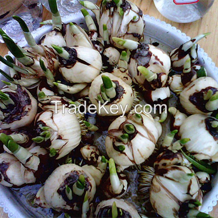 factory wholesale daffodil flower seeds for sales nature plant all season garden flower bulbs