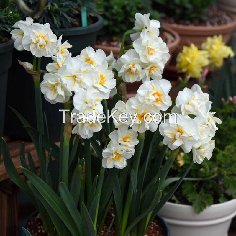 factory wholesale daffodil flower seeds for sales nature plant all season garden flower bulbs