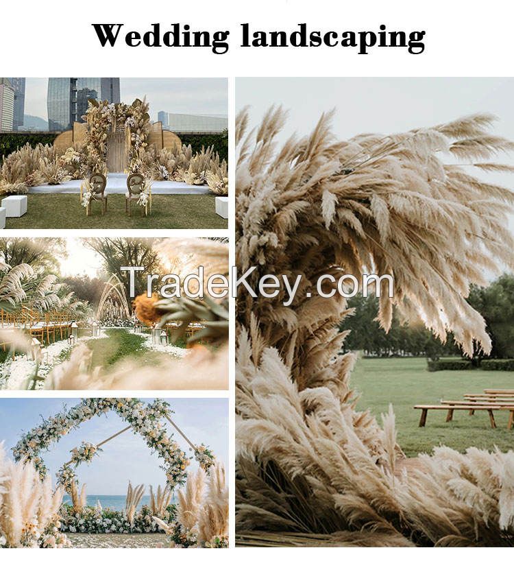 Wholesale Reed In Vase Feather Seeds White Pampas Grass