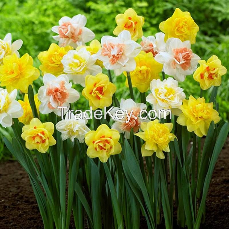 factory wholesale daffodil flower seeds for sales nature plant all season garden flower bulbs