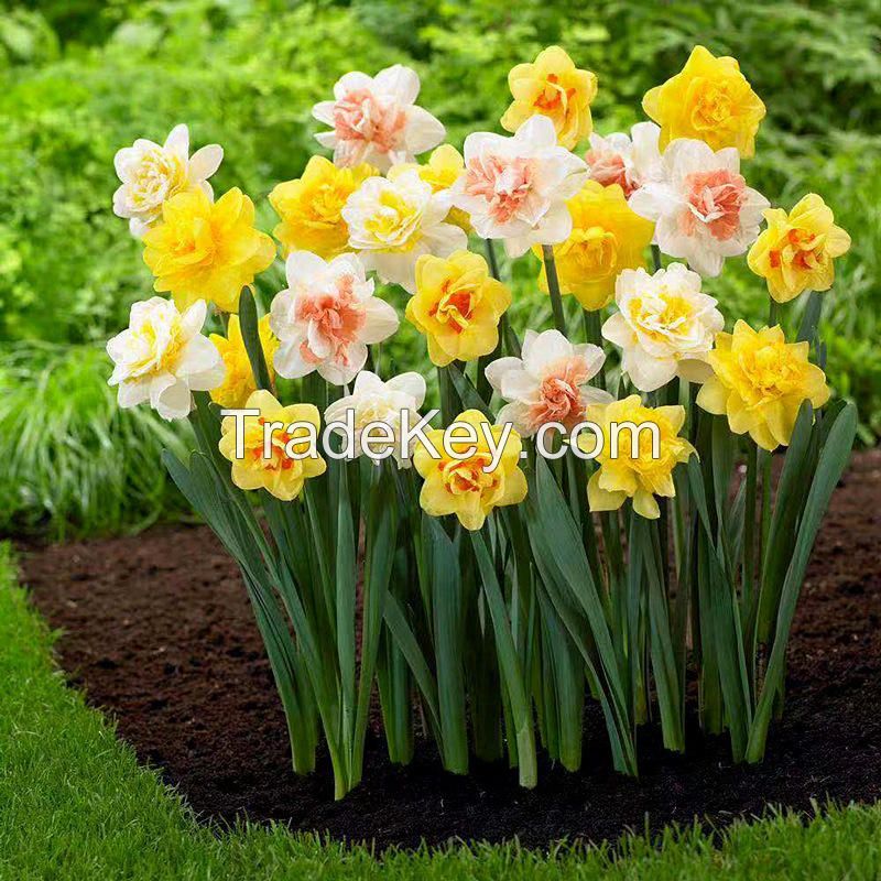 factory wholesale daffodil flower seeds for sales nature plant all season garden flower bulbs