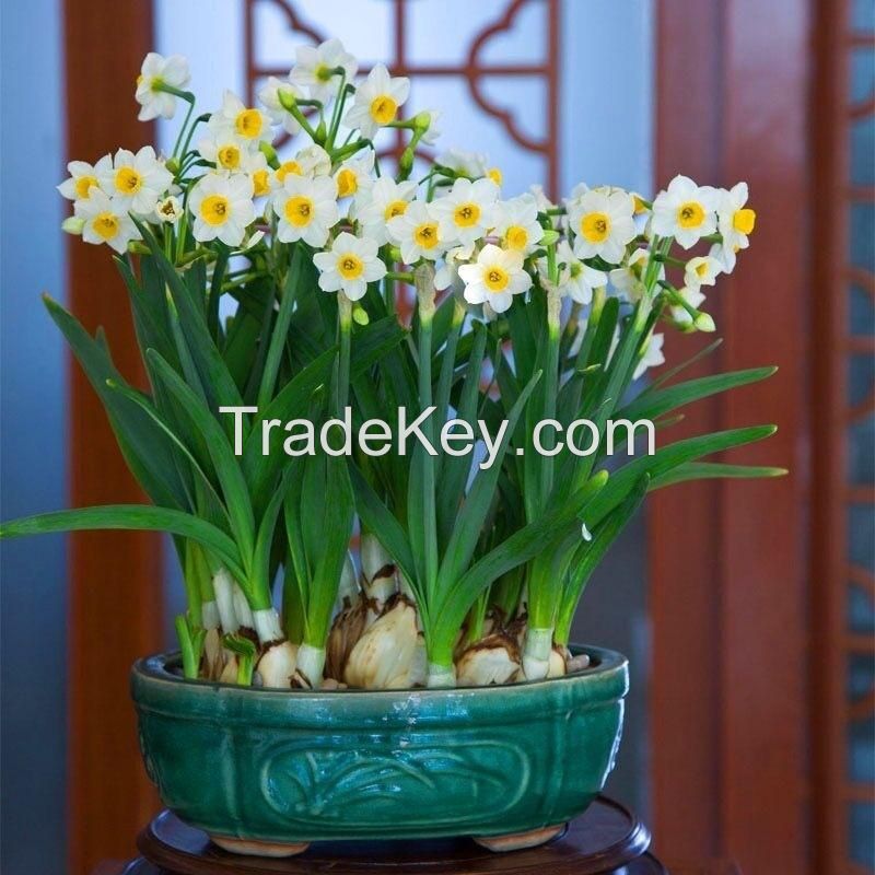 factory wholesale daffodil flower seeds for sales nature plant all season garden flower bulbs