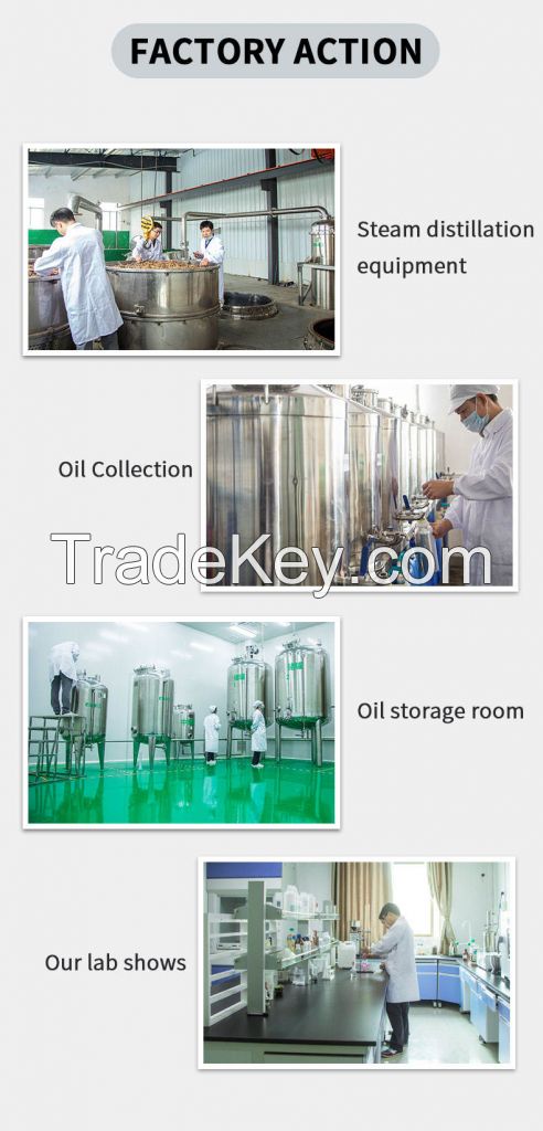 Cosmetic Grade Oregano Oil Bulk Synthetic Carvacrol Oil Animal Feeding Additive From South Africa  Factory