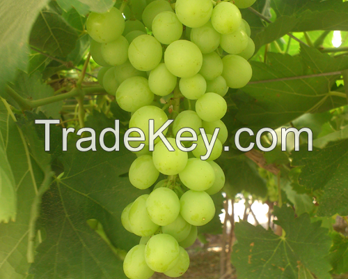 grapes Fresh Fruit