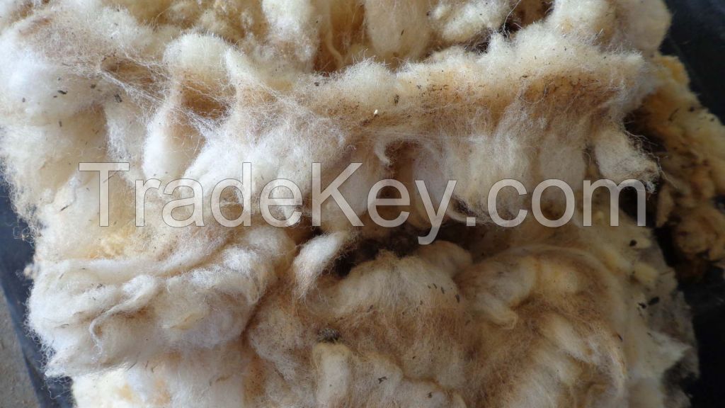 Spanish greasy wool