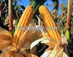 Maize