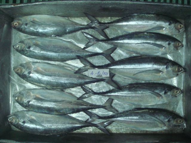 . Frozen Indian Mackerel , Frozen Horse Mackerel