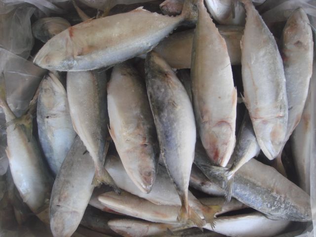 . Frozen Indian Mackerel , Frozen Horse Mackerel 