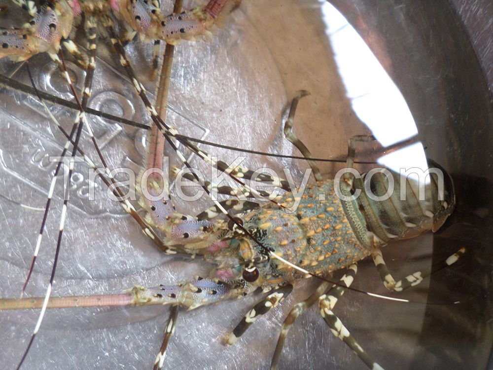 Spiny Tiger Lobster