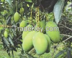 Bangladeshi biggest mango supplier , cheap wholesale mangoes , Sweet fresh mangoes at reasonable price