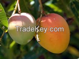 Bangladeshi biggest mango supplier , cheap wholesale mangoes , Sweet fresh mangoes at reasonable price
